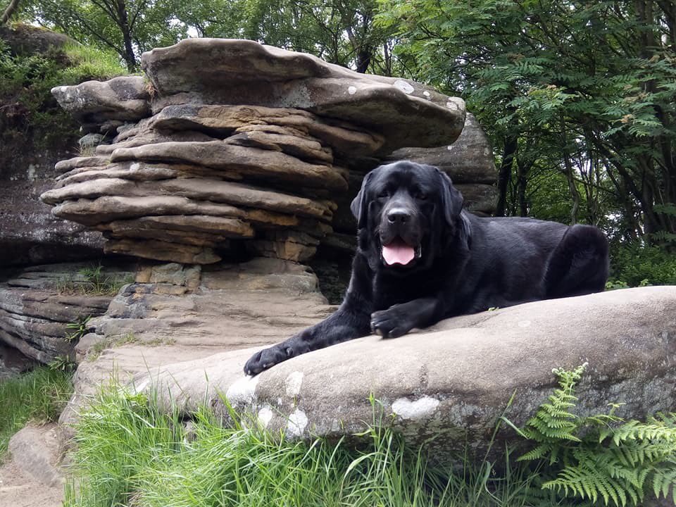 MerlinBlackLab's tweet image. Who says that big lads can’t do a spot of rock climbing.. x
#Brimhamrocks #yorkshire
