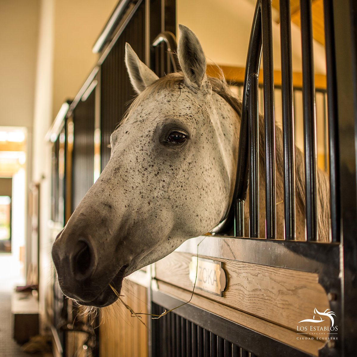 LosEstablosRD's tweet photo. ¡Conoce nuestros Establos!
#LosEstablos #ViveLosEstablos #EquineParadise #LosEstablosLifestyle #Capcana #ViveCapCana #Puntacana #RepublicaDominicana https://t.co/cQcd5rQScG