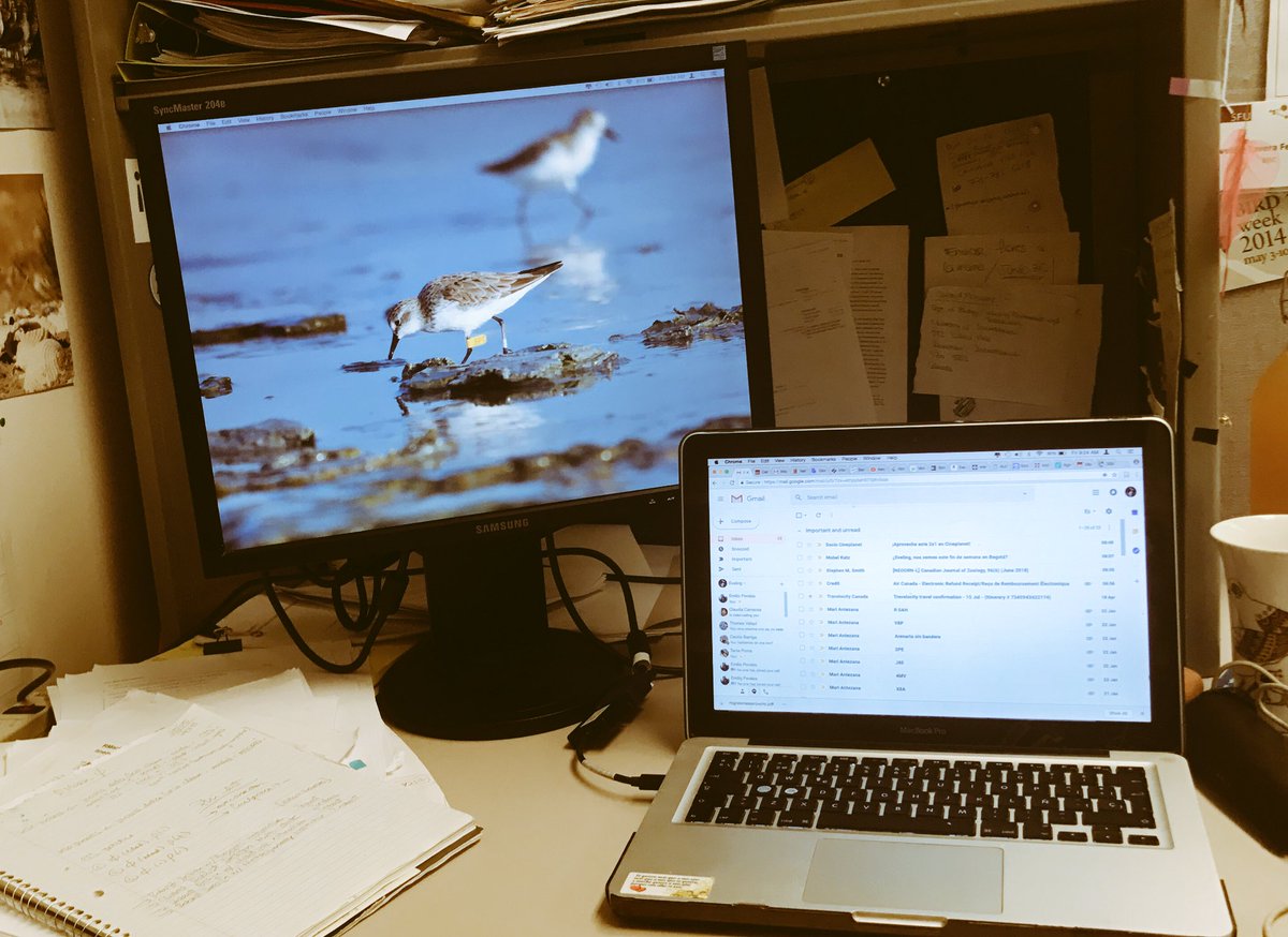 eveconnection's tweet image. Office upgrade never felt so good! Is time to finish the thesissssss!!! #PhDlife #Shorebirdthesis #wrappingup #ornithology