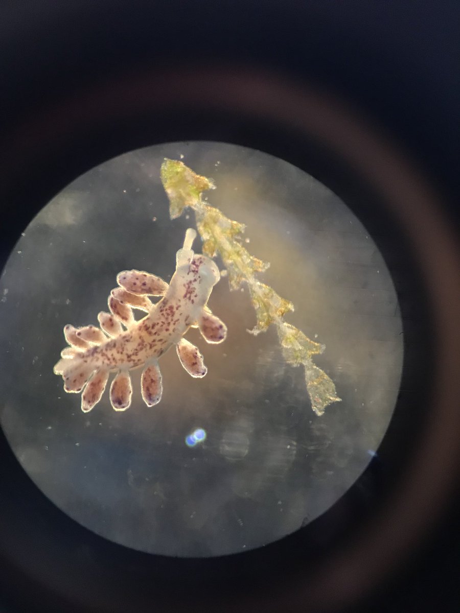 MEEGSML18's tweet photo. Say hello to our Doto coronata friend, Nelson the Nudibranch https://t.co/tr4q5jhIjw