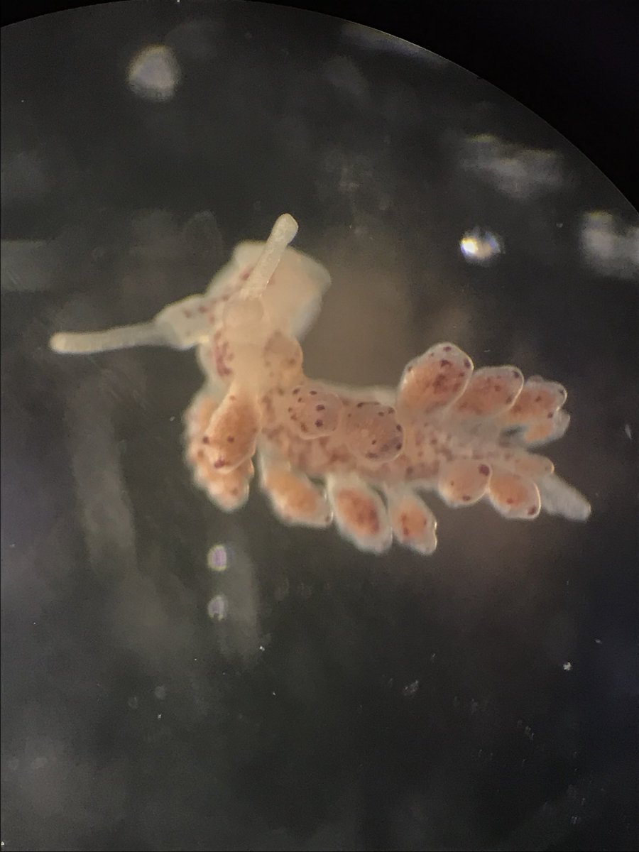 MEEGSML18's tweet photo. Say hello to our Doto coronata friend, Nelson the Nudibranch https://t.co/tr4q5jhIjw