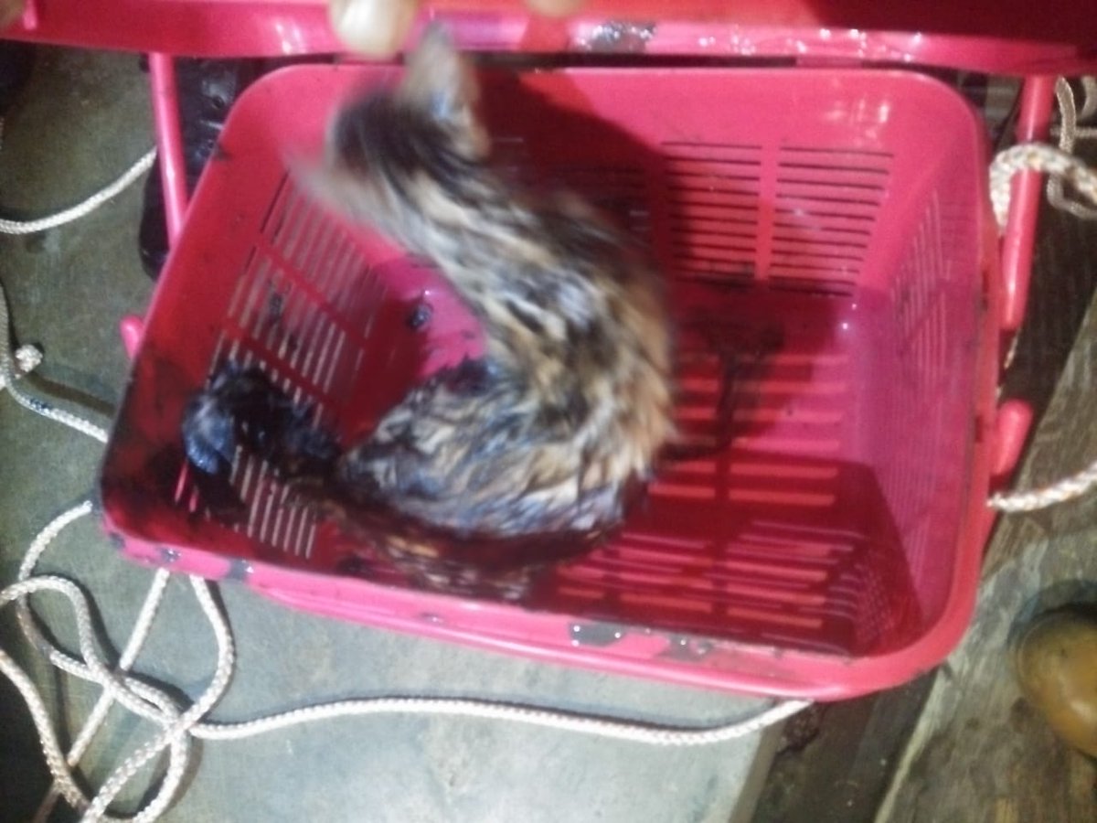 Evakuasi Kucing masuk sumur di jl. Sekepanjang 1 No 35 Rt 04 Rw 10, Kucing berhasil di selamatkan oleh petugas Diskar Pb Kota Bandung #catlovers 
@HumasBdg @BDG_CommandCtr <a href="/ferdiligaswara1/">Ferdi Ligaswara</a> 
<a href="/infobdg/">BANDUNG ᮘᮔ᮪ᮓᮥᮀ</a> <a href="/sekitarbandung_/">sekitarBANDUNGcom</a> <a href="/PRFMnews/">Radio PRFM</a> <a href="/infobandung/">infobandung</a>