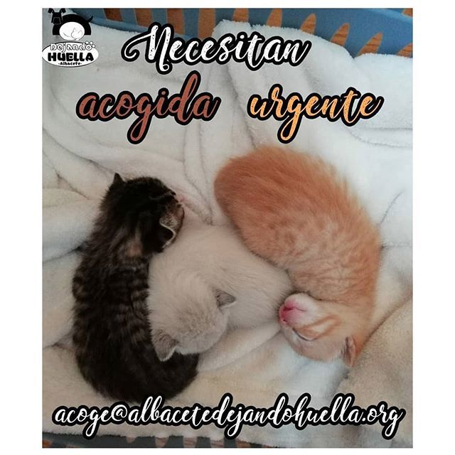 DejandoHuellaAB's tweet image. NECESITAMOS ACOGIDA PARA LACTANTES URGENTEMENTE

Estos tres pequeñines necesitan una casa de acogida YA. Una gatita parió en un patio y estas tres bolitas quedaron ahí a su suerte ya que la madre no aparecía hacía días.

Vamos a hacer todo lo posible por… ift.tt/2LzEIp1