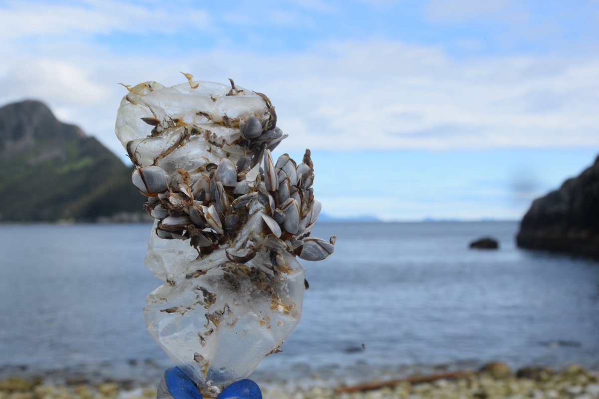 KenaiFjordsNPS's tweet photo. Happy #WorldOceansDay from Kenai Fjords! This plastic bottle covered in barnacles was found along the park coastline &amp; reminds us how significant the issue of #marinedebris is. With all that the ocean does for us, what can you do to give back to it? #30daysofocean https://t.co/ZiBACovn9d