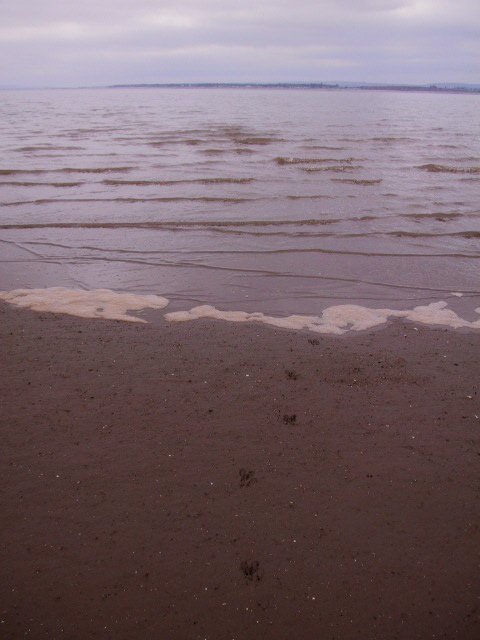 Ah, it's  #FossilFriday - so I'm giving you potential future  #ichnology. Deer tracks. I actually saw the deer exit the water (towards me), it had swam across a deep and fast flowing tidal channel. Preservation potential: who knows.