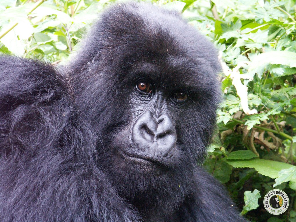 SavingGorillas's tweet photo. The mountain gorilla census results just released not only showed an increase in their population, but also provided information about gorillas who had left the monitoring areas some years ago. Read more: https://t.co/UGYD8xHPBb https://t.co/RvkYm6if1C