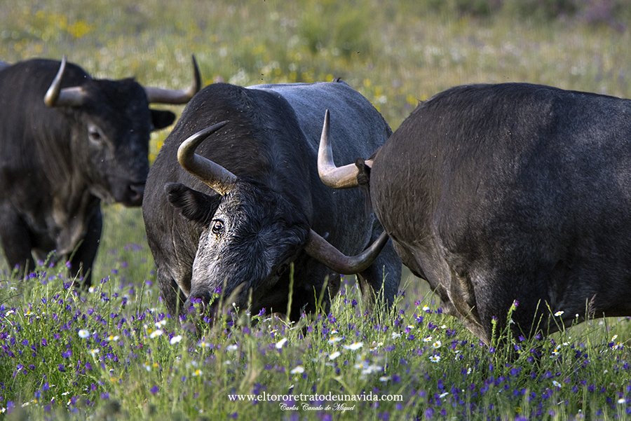 canalodemiguel's tweet photo. @victorinotoros CON NOMBRE PROPIO
https://t.co/NajqZie2iX
#CampoBravo #VictorinoMartin #conNombrepropio #lastiesas #Sentir #Vivir #Disfrutar #ElToro #Retratodeunavida #FotografíaCarlosCanalodeMiguel #TextoManuelRivas https://t.co/CjFD79brpJ