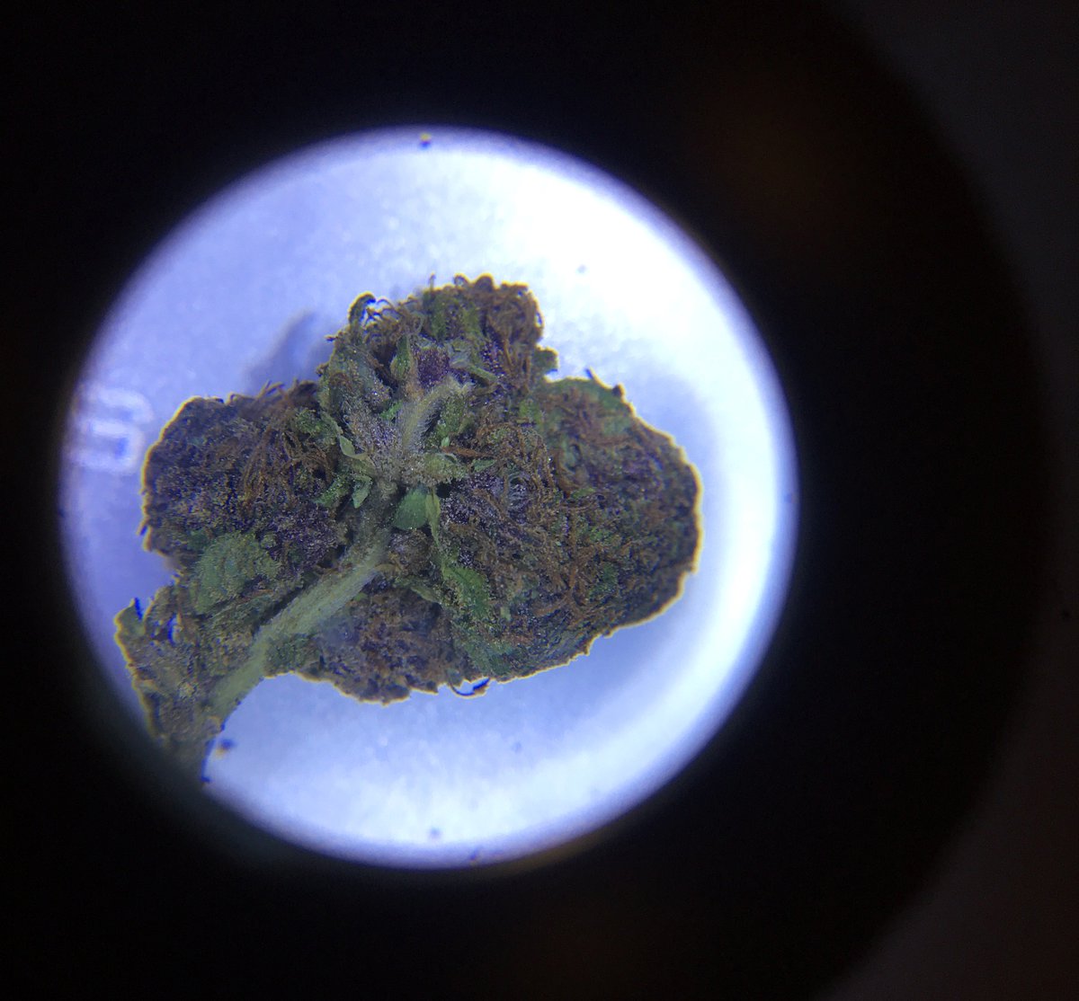 JavierHasse's tweet image. #PotStocks #ETFs #News &amp;amp; #Data From The #Cannabis Industry via @Benzinga
This Week @WallandBroad x $APH $TGOD $MMEN $KSHB
@cannajamie x #Michigan #Marijuana Legalization
@HempConnoisseur @PhytoPartners @NewFrontierData @Civilized_Life @HIGH_TIMES_Mag #Weed
benzinga.com/z/11854928