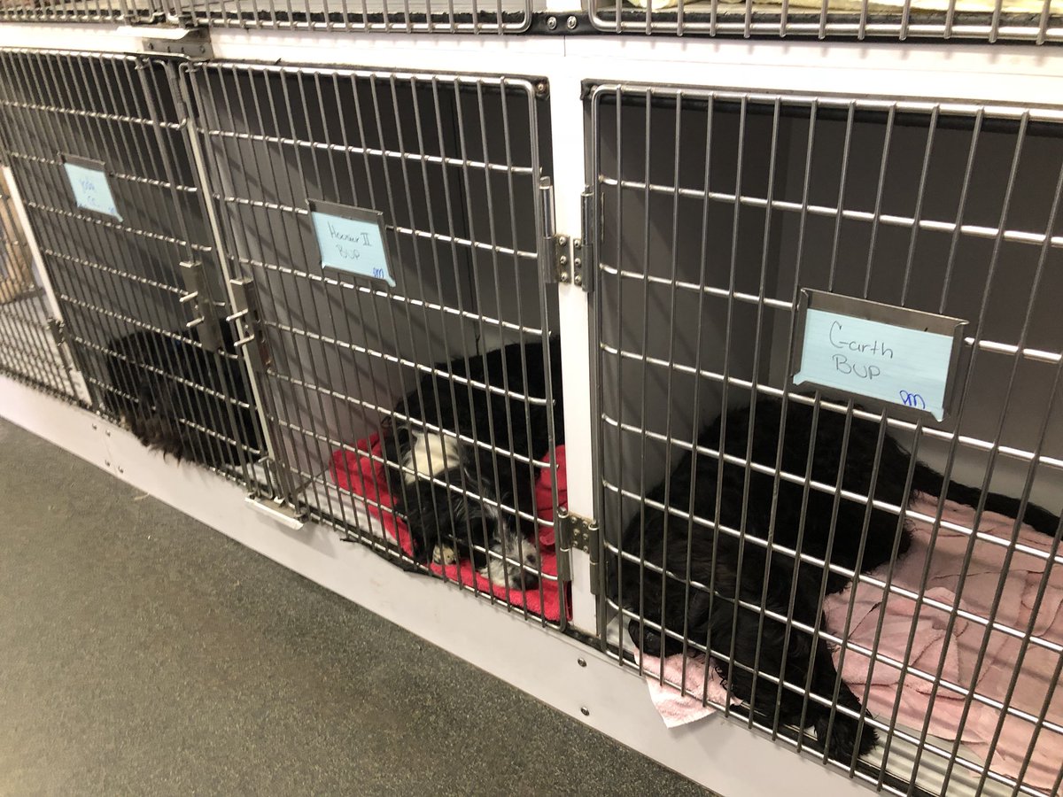 RascalUnit's tweet photo. First day at #RascalCamp for Lauren and Chloe, our #vetstudents from @OSUVetCollege working on surgery skills. 8 #dog #neuters and 8 #cat neuters completed. Thanks to #BarelyUsedPetsRescue and @ColonyCats for bringing us the patients for today’s clinic.

#futurevet #RascalTeam https://t.co/vYA4LY5flj