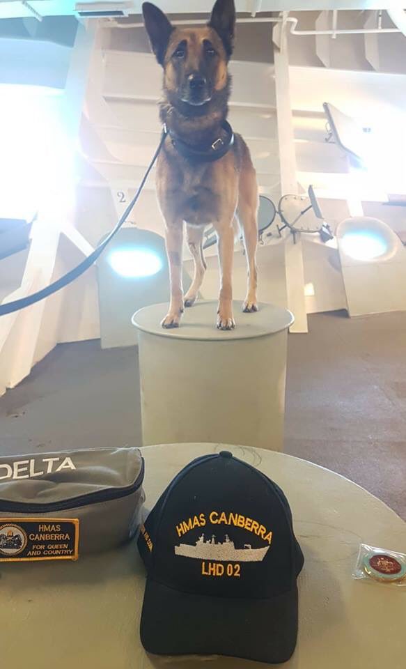 What a pawfect International Military Working Dog Day for Nitro and Delta of #BattleGroupRam's Military Police Detachment, who have become honorary members of #HMASCanberra's Ship's Company. Luckily they both turned it on for the puparazzi!