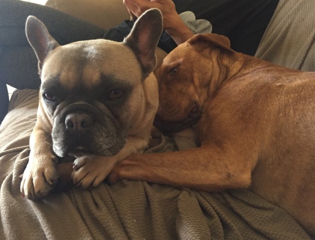Assisi_Wear's tweet photo. My babies 🐾🐾taking a afternoon nap from playing this morning .  😴

🛍: https://t.co/ymmwQTN05a 

#Assisiworkoutwear #BrandForACause #ShopForACause #Loveismagic #LoveDogs  #Dogs #DogsOfInstagram https://t.co/3a2P9pgcXz
