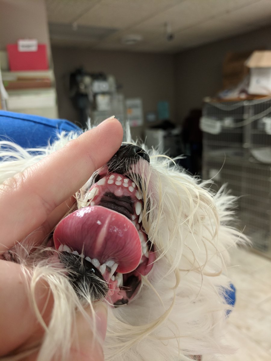 lovevetmed's tweet photo. By Amy Ekberg: "A one-year-old female bichon mix who came in for her first visit and we discovered she's lost next to none of her baby teeth. Her nickname the rest of her visit was "Jaws" :)"
#dog #bichon #dentistry #teeth #decidious #veterinary #clinic #vetmed #iloveveterinary https://t.co/e06GWkhBcF