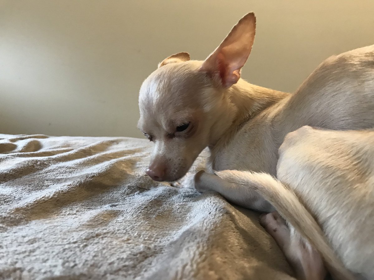 khimyr's tweet photo. My little sleepy head! 😍😴 #10ksummerselfie @VirginRadioWPG https://t.co/kIWxQyDwuJ