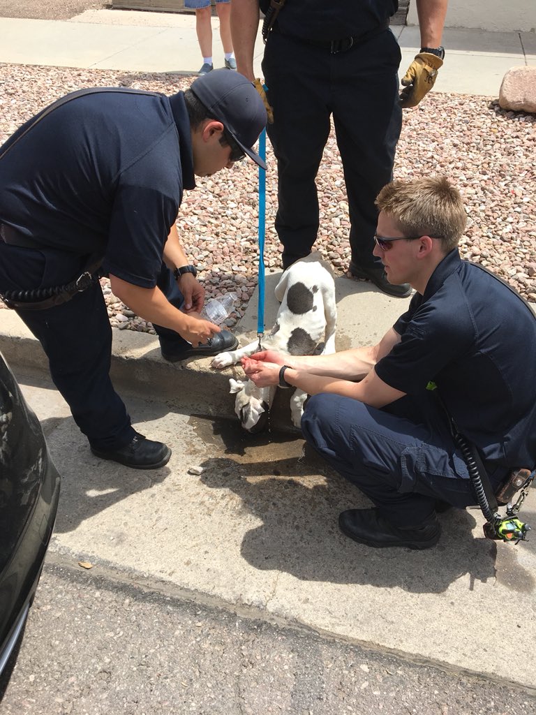CSFDPIO's tweet image. Hot cars are not good for your animals either— This little 4 mo old Pit was pulled out of a hot a vehicle downtown today. #hotcars #dogs #keepemsafe don’t leave any living thing in your car with the windows up! #CSFD #ColoradoSprings