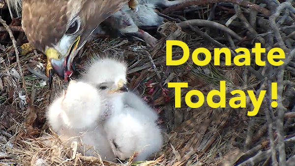 BirdCams tweet picture