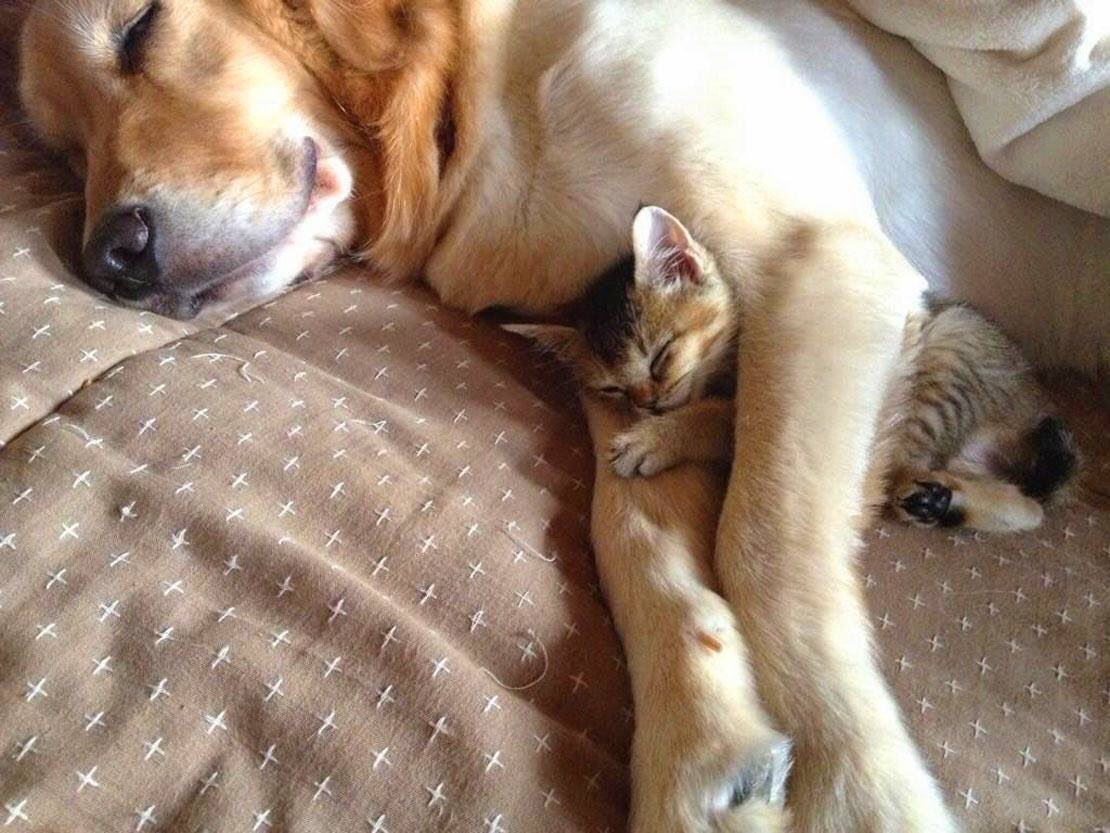 cuteanimalhere's tweet photo. Best friends

#love #friends #cat #dog #cute https://t.co/fODkqpovH2