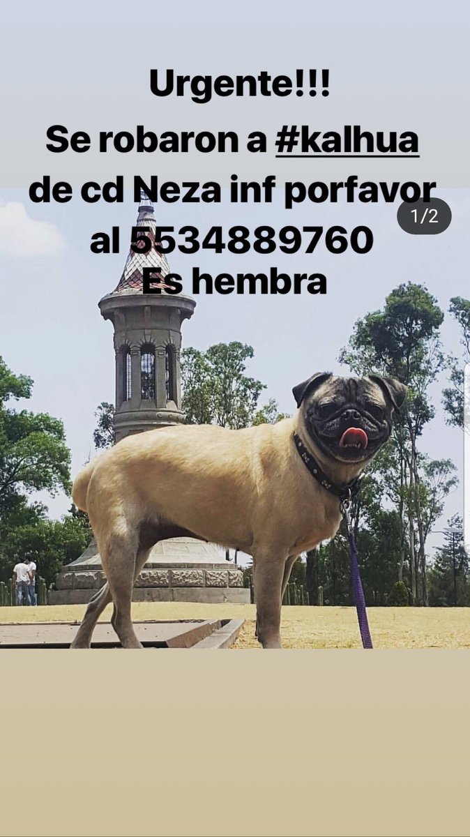EricasanchezSu's tweet photo. Urgente! Se metieron a robar a una casa y se llevaron a #Kalhua esto en @CDNeza porfavor ayudemos a encontrarla @MascotasSismo @MascotaCoyoacan @LaCamadaNitinNe @NitinNeza @PrrosPerdidosMX @lostanimalsdf @PpEncontradosMx https://t.co/xqSWFTr9gE
