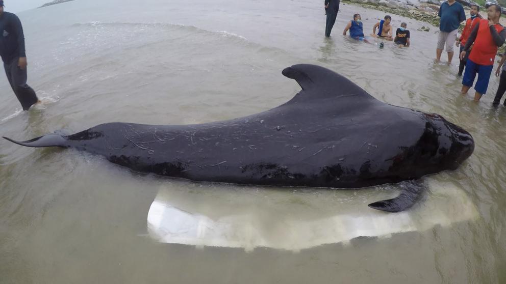 makea_c's tweet photo. 📢ATENCIÓN : Una ballena fue encontrada con casi 8 kilos de plástico en su estómago en India. https://t.co/Sjy3Rd1lgF