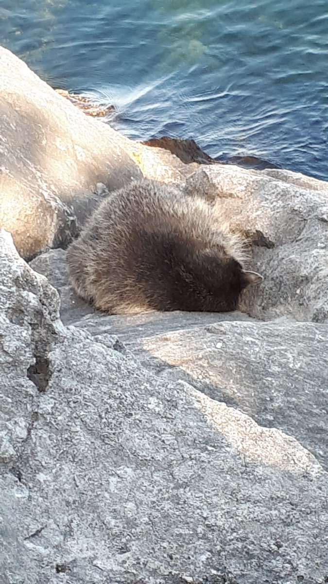 I found a racoon sleeping face down on a rock