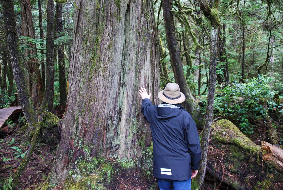 MerlinofCanada's tweet image. To my very oldest friends Happy #NationalBestFriendsDay #Tofino #TreeBeard