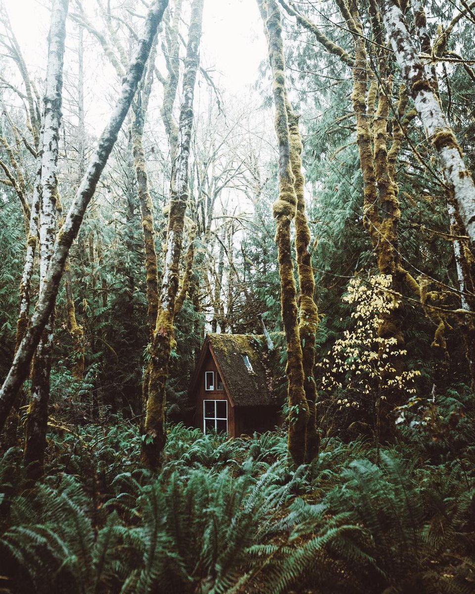 #ForestFriday
Tag friends that would love this little nature nest in the middle of the woods! 👇🏡🌳 Would you live here?
.
.
.
📷: <a href="/jscottish/">josh carruthers</a>
#NatureNestd #Nature #Earth #Wilderness #Hike #Outdoors #USA #Forest #Cabin #Woods