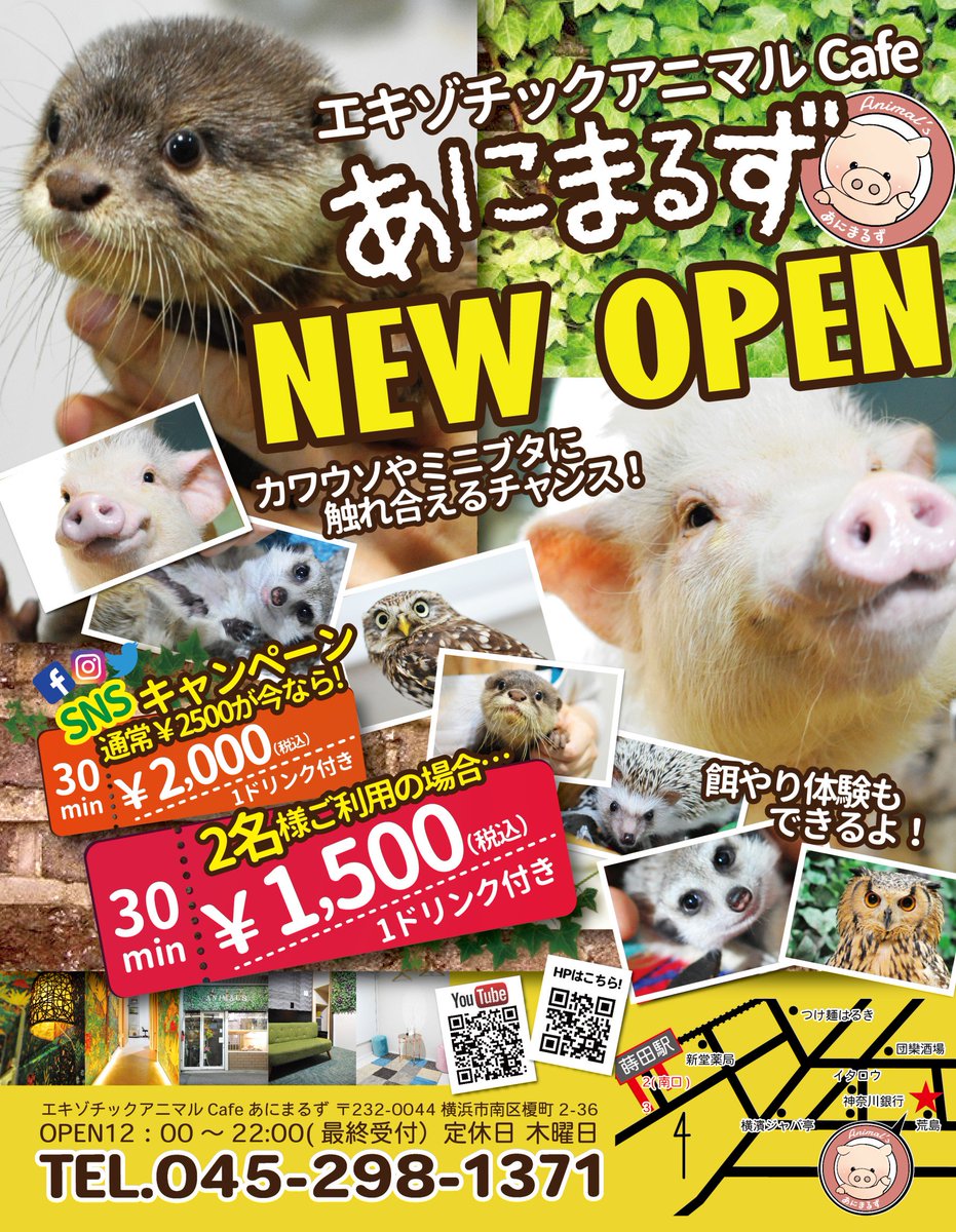 あにまるず Youtube 公式 本日もエキゾチックアニマルcafe あにまるず 12 00 Openします コツメカワウソの赤ちゃん しゃもじ君 に会いに来てください ご予約ご相談はこちら T Co Kvmoyzjpzt カワウソ Otter フクロウ Owl ミニブタ