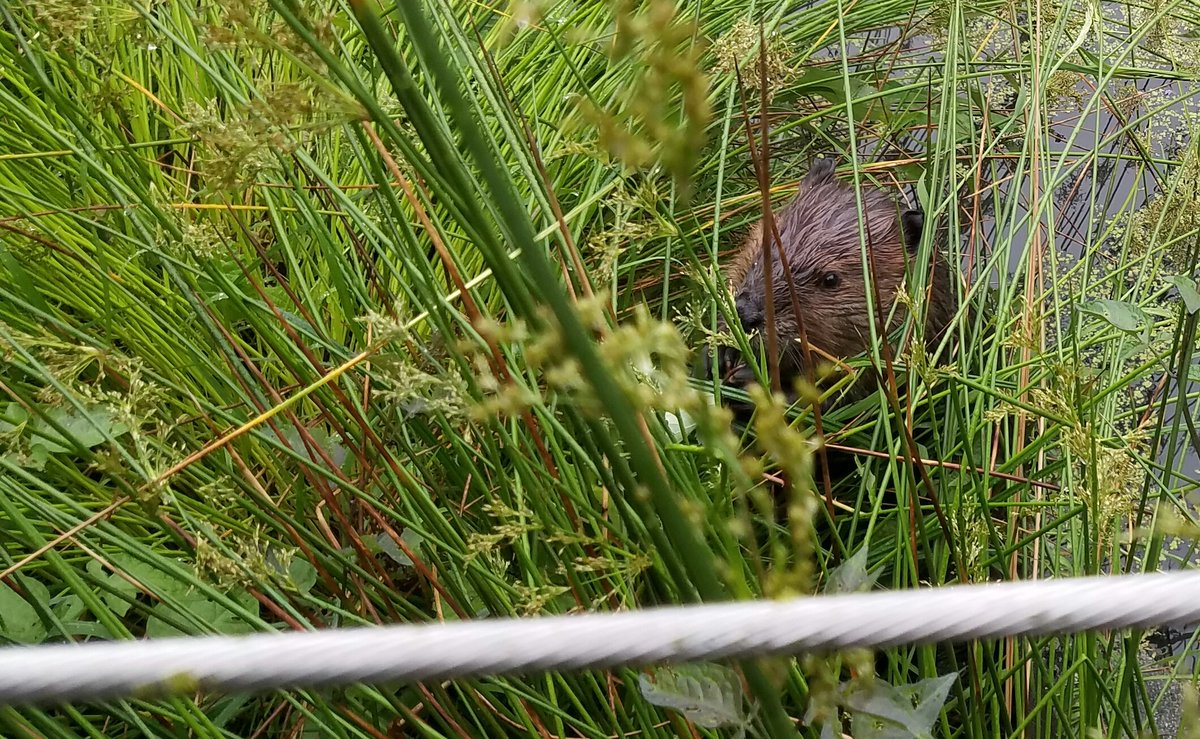 ColinNorthway tweet media