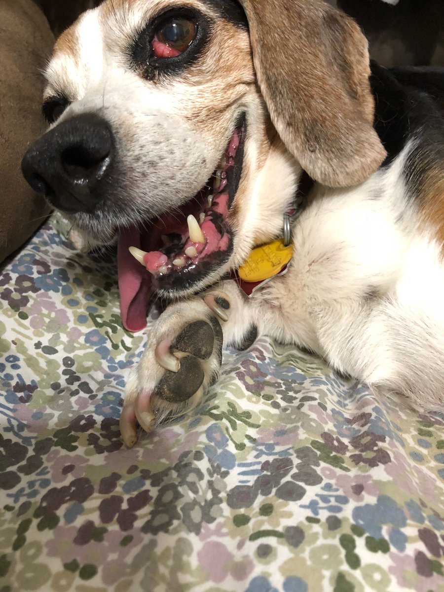 We give dogs our all teach them love trust that some have never experienced Not everyone can do what we do, but the reward of unconditional love and watching each ones special quirks and personalites come to life makes it all worth it Please foster Your heart will thank you!