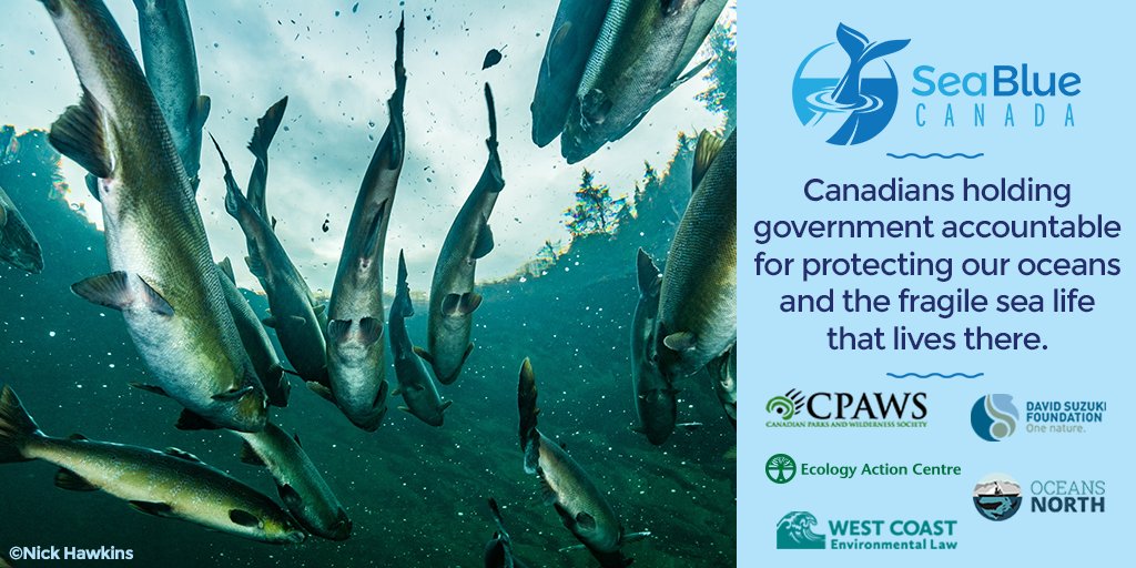 EAC_Marine's tweet photo. For #WorldOceansDay, please follow and share @SeaBlueCanada! We've joined this initiative to uphold Canada's goal of protecting 10% of our oceans by 2020 and to defend places where marine life can thrive || #MPAS #cdnoceans #fisheries #FollowFriday 📷 @nhawkinsphoto https://t.co/rnQQXuzl6U