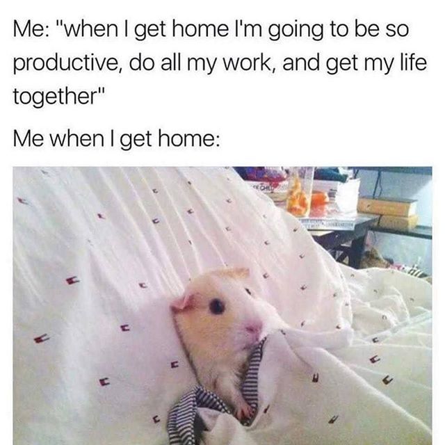 You and me both, little guinea pig bro.
-
-
-
-
#rogueandwolf, #lazy, #lazyevening, #alternative, #coachpotato, #plans, #neverhappens, #memestagram, #memesofinstagram, #memes ift.tt/2sTkZcf