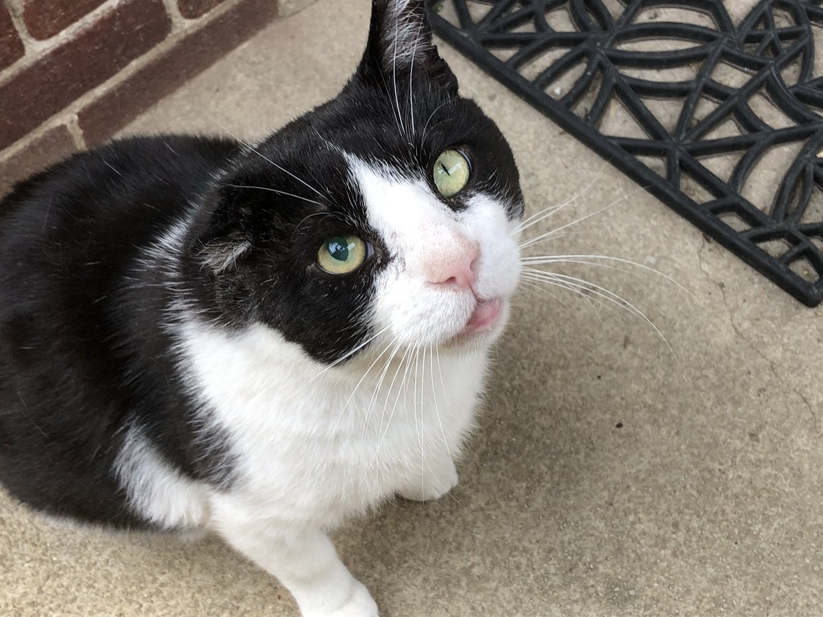 Boris Kitty tweet media