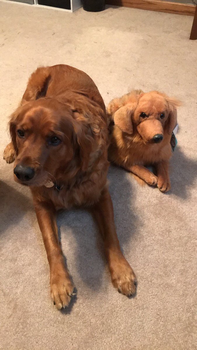 amanda_thiers's tweet photo. My dads graduation gift to me was a stuffed animal replica of my dog so that I dont miss her when I go to college 💞💓💗💖💘💕💝😭😭😭 https://t.co/2TugRGc2V0