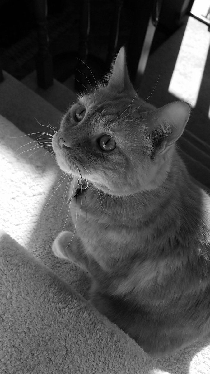 apologycat's tweet photo. Luke walked in, looking like a cat who'd just dragged himself out of a storm drain. He looked at me, his eyes piercing the cloud of cigarette smoke. 

"Sorry, Dad, I want to be in a noir detective film." https://t.co/xphQSU7vav