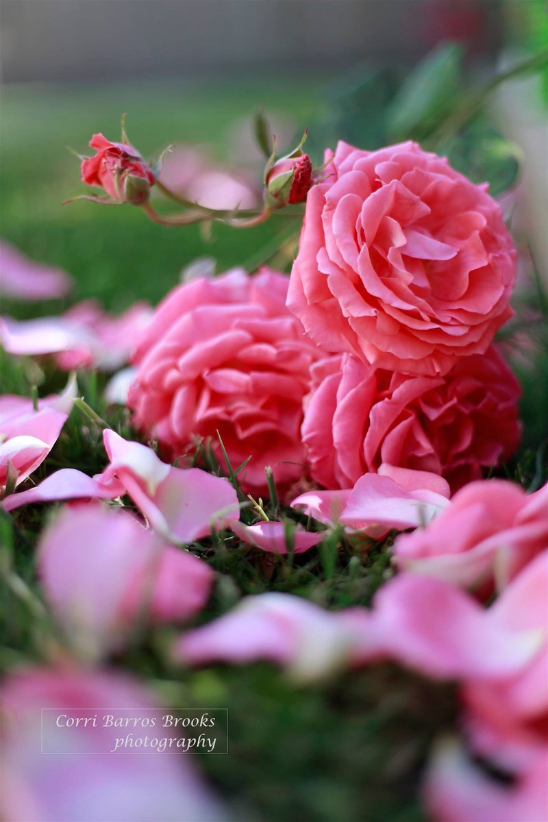 CorriBrooks's tweet photo. #Roses from my #garden. #photography #flowers https://t.co/Kn83vYIbwF