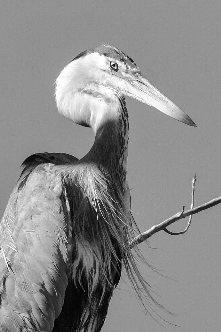 ThColoradoImage's tweet image. Great Blue Heron