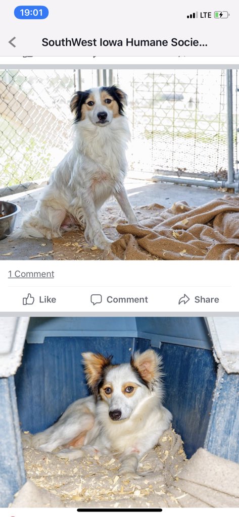 ALRIGHT TWITTER. Read the post below. If I get 350 RTs, my mom will let me give one of these sweet babies a loving home!!! RETWEET😍💗