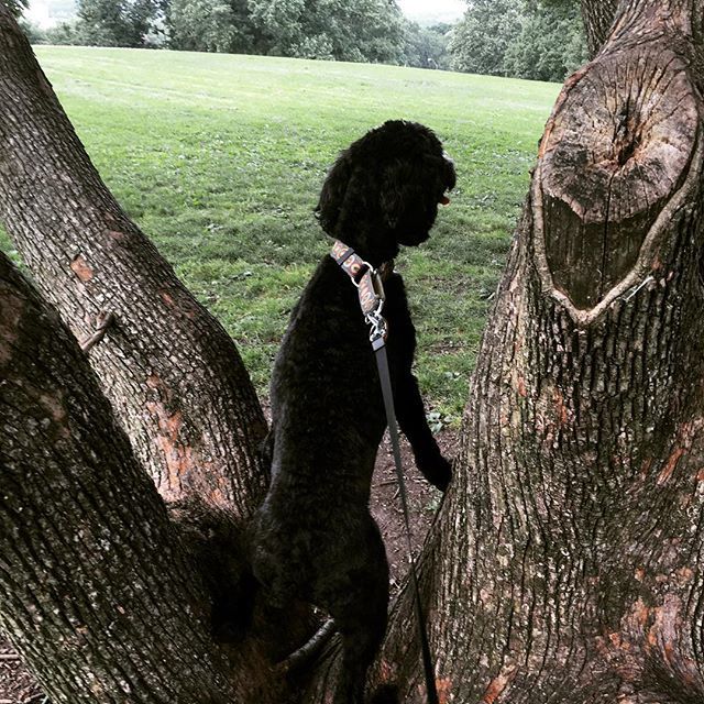 Coffee learning to climb trees in his pursuit of squirrels and #livinghisbestlife <a href="/alimshapiro/">Ali Shapiro MS, CHHC</a> ift.tt/2HzDxU5