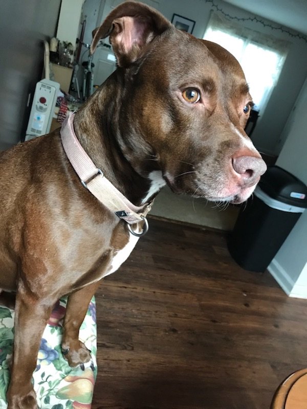 FTPPod's tweet photo. it's #NationalBestFriendDay !! here are photos of our respective best friends...
T's bff Sookie and B's bff Quincy Bones https://t.co/U7HGM9fUOJ
