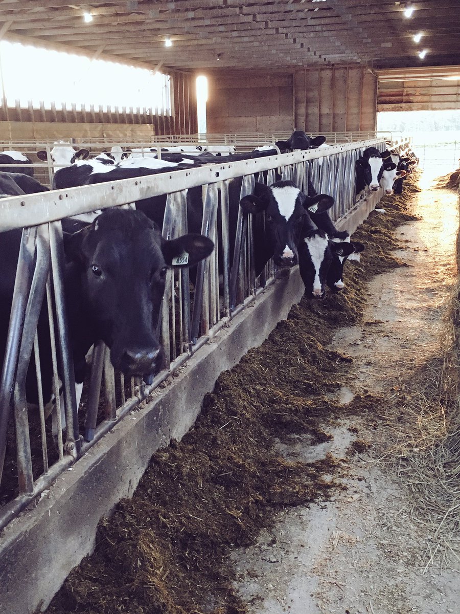 HolsteinOntario's tweet photo. Whether you are doing first-cut, milking cows, or heading up to the cottage... Have a safe and happy weekend from Ontario Holstein (Photo from: @KlompenHolstein) #Ontholstein https://t.co/yFH5AHAk5D