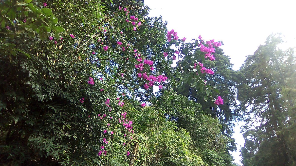 Veraneras, alguien las conoce?