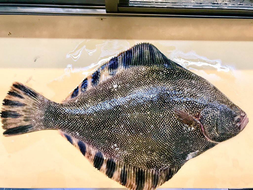 O Xrhsths 男前みよし鮨 Sto Twitter おはようございます 1 5 と小ぶりですが活けジメのマツカワガレイ入荷しました 身の甘みと食べた後の喉越しは流石ですね ホシガレイ 城下ガレイ マツカワガレイ 鰈って本当に素晴らしいです すし 寿司 鮨 神奈川