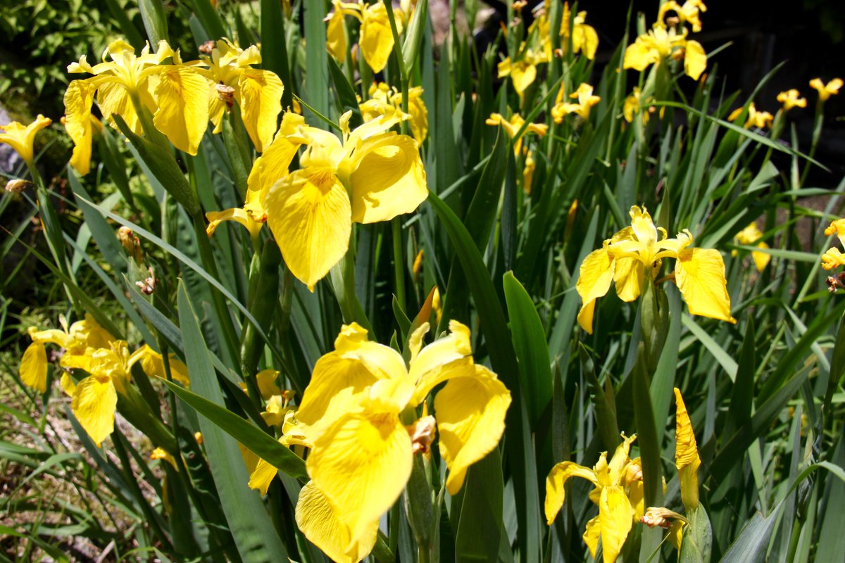 ট ইট র 木曽文化公園 このキショウブも 要注意外来生物 なんだ 生態系に与える影響や侵略性が高い と うーん この公園の片隅に咲くこの株だけは許してやろう でも 種が流れていって増殖するんでしょうねぇ 綺麗なんだけど