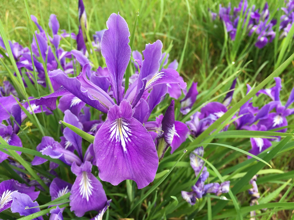 Zade_CH's tweet photo. I'm so lucky to be able to work for a group of scientists with a passion for restoring prairie habitat in Oregon. It used to be a dominant ecosystem, but has been critically reduced due to land use change. I hope to see the native species dependent on this habitat make a comeback https://t.co/MjPWoyPVH7