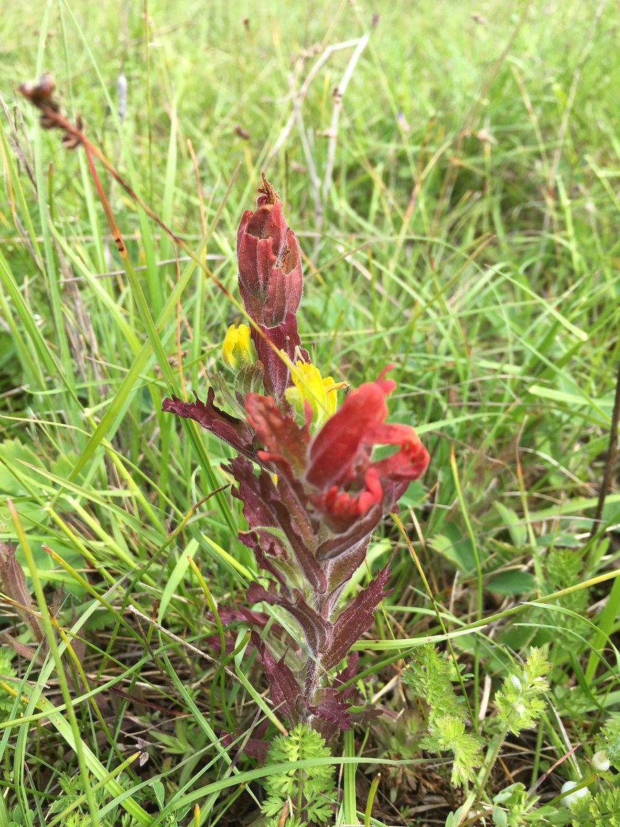 Zade_CH's tweet photo. I'm so lucky to be able to work for a group of scientists with a passion for restoring prairie habitat in Oregon. It used to be a dominant ecosystem, but has been critically reduced due to land use change. I hope to see the native species dependent on this habitat make a comeback https://t.co/MjPWoyPVH7