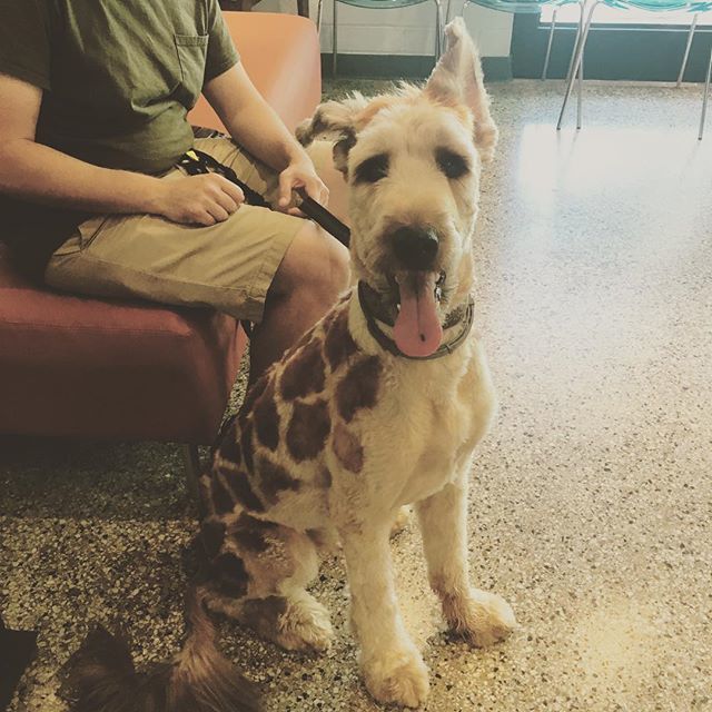 sfavetclinic's tweet photo. Is Camus a #briard or a #giraffe? We don’t care, he’s the cutest!!! .
.
.
.
#standforanimals #spay #neuter #spayneuter #SFA #dogs #704 #CLT #704dogs #charlotte #veterinarian #vet #cats # pups #kittens #briard #briardsofinstagram #giraffe #giraffesofinstagram #fancygrooming https://t.co/D7CBkm85kG