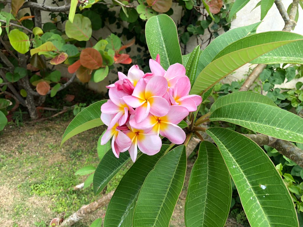 Honda Cars 沖縄 美ら花だより ピンクのプルメリア ハワイではレイ 首飾り に使われるプルメリア 珍しいピンク 色のプルメリアが知念岬に咲いていました やさしい香りの美しい花です 0 沖縄ホンダ プルメリア ピンク 知念岬 T Co