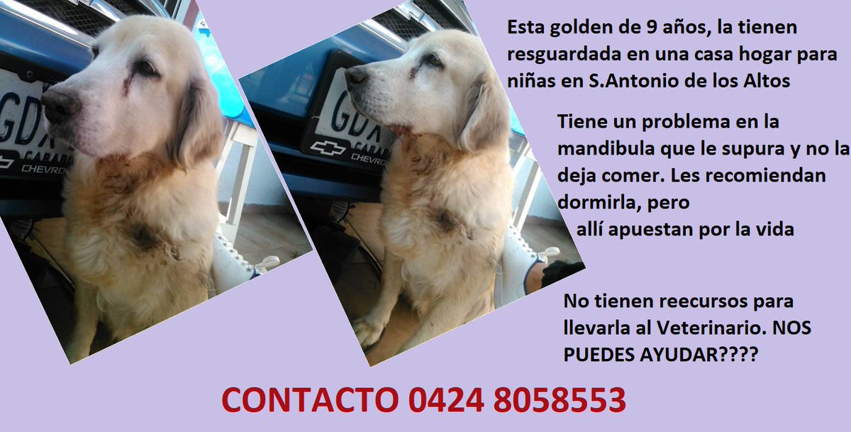 SalvandoPatitas's tweet image. *Esta golden necesita ayuda quien colabora para llevarla al vet ????