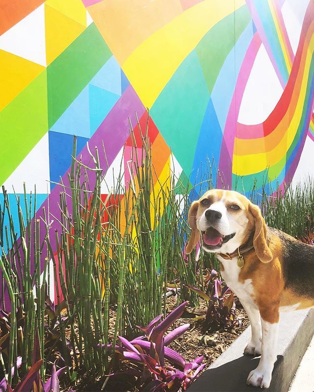 Let all your colors shine! 🌈✨ #pride ift.tt/2sThbYq