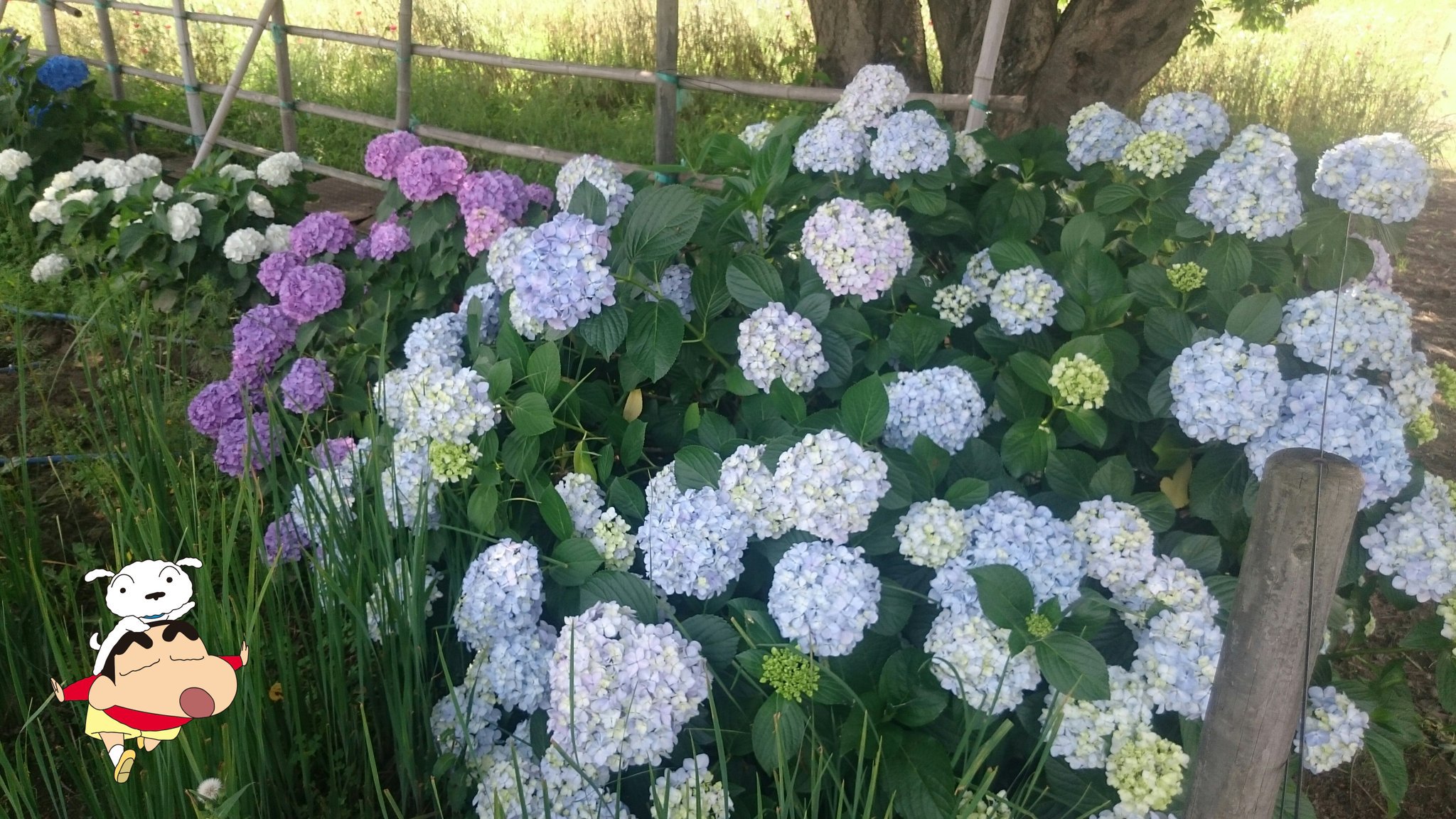 かすかべ防衛隊byクレヨンきんちゃん 牛島古川公園 第２期 近くのホンアジサイ 酸性の青紫の紫陽花とアルカリ性の赤紫の紫陽花 が見られる 白い紫陽花は土の状態に関わらず元々白いものらしい クレヨンしんちゃん 春日部市牛島 かすかべプラスワン
