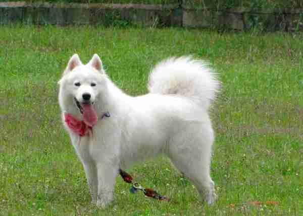 tiposmascotas's tweet photo. Razas de perros grandes y peludos https://t.co/8byp7Yp3Td https://t.co/d8xrkudzdF